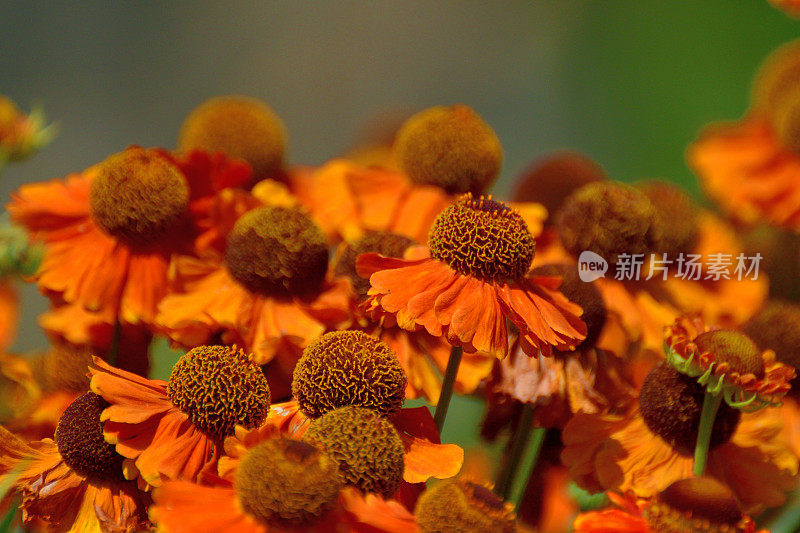 Rudbeckia /黑眼苏珊/圆锥花